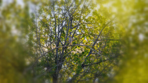 2021-05-FCa-0063-Junger-Nachtreiher