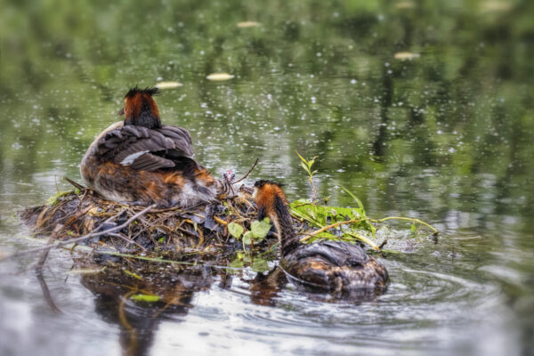 2021-05-FCa-0090-Familie-Haubentaucher-Kueken