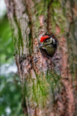 2021-05-FCa-0124-Buntspecht-maennlich-Jungtier