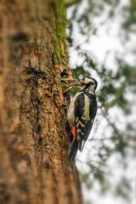 2021-05-FCa-0126-Buntspecht-maennlich-Jungtier-weiblich