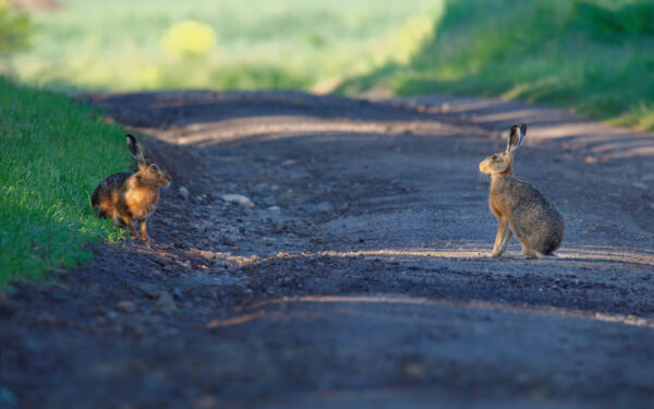 2021-05-FCa-0154-Feldhasen