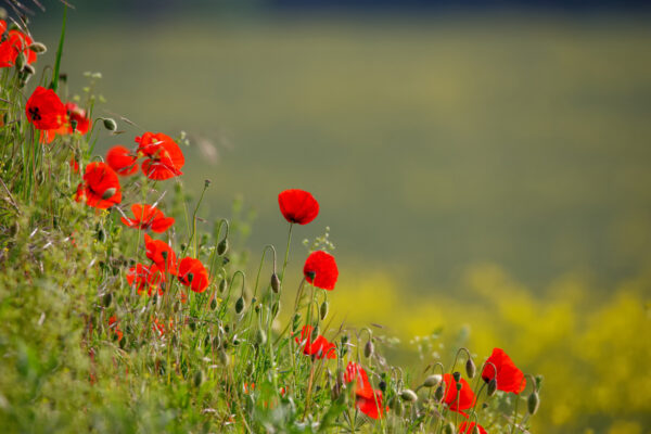 2021-05-FCa-0156-Mohnblumen