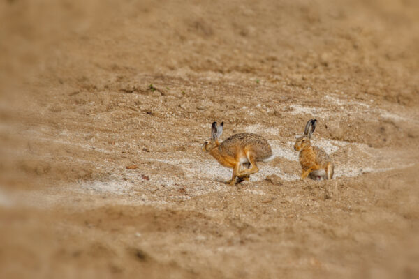 2021-05-FCa-0159-Feldhasen