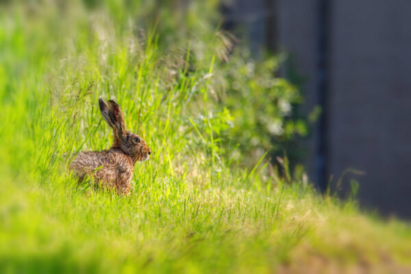 2021-05-FCa-0160-Feldhase