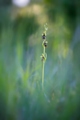 2021-06-FCa-0003-Fliegenragwurz