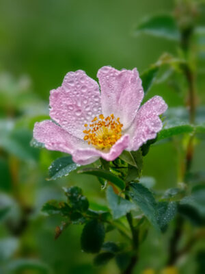 2021-06-FCa-0018-Bluete-Heckenrose