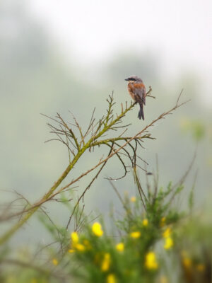 2021-06-FCa-0019-Neuntoeter-maennlich