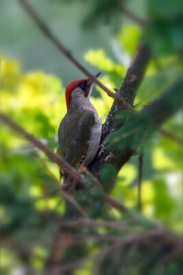 2021-06-FCa-0036-Gruenspecht-maennlich