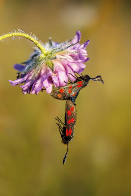 2021-07-FCa-0014-Paarung-Sechsfleck-Widderchen