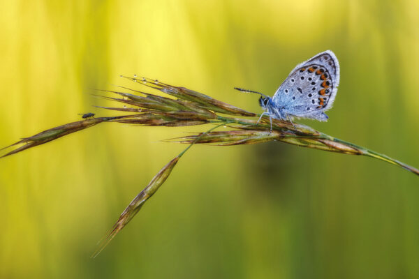 2021-07-FCa-0020-Hauhechel-Blaeuling