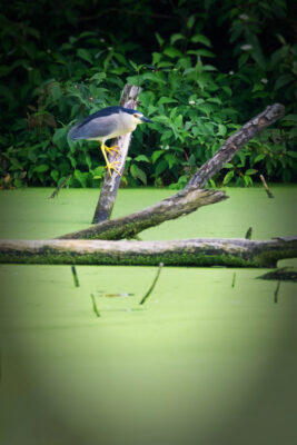 2021-07-FCa-0035-Nachtreiher