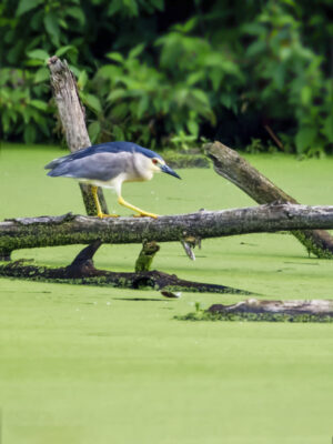 2021-07-FCa-0036-Nachtreiher