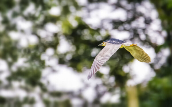 2021-07-FCa-0037-Nachtreiher