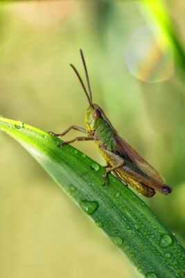 2021-07-FCa-0055-Gemeiner-Grashuepfer-maennlich