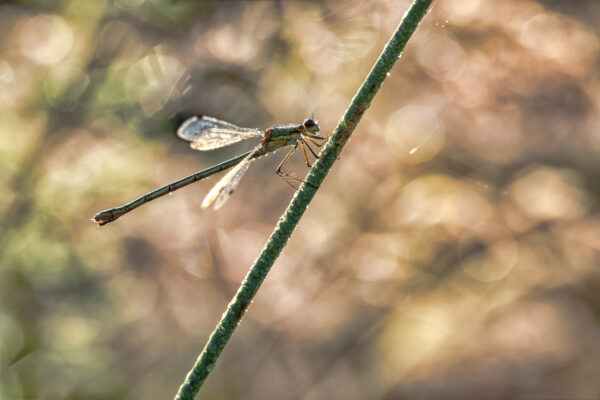 2021-07-FCa-0066-Gemeine-Binsenjungfer-weiblich