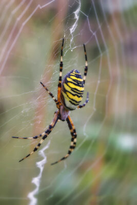 2021-07-FCa-0067-Wespenspinne-weiblich