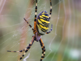 2021-07-FCa-0067-Wespenspinne-weiblich