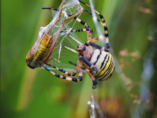 2021-07-FCa-0069-Wespenspinne-weiblich-Beute-Grashuepfer