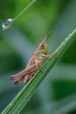 2021-07-FCa-0071-Gemeiner-Grashuepfer-weiblich