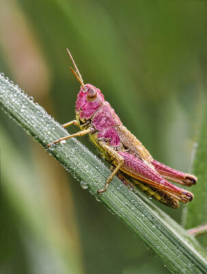 2021-07-FCa-0072-Gemeiner-Grashuepfer-weiblich-rosarot