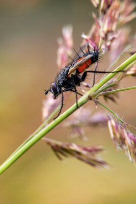 2021-07-FCa-0075-Rotgefleckte-Raupenfliege
