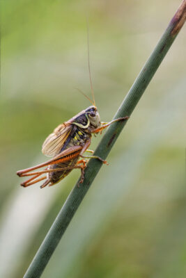 2021-07-FCa-0078-Roesels-Beissschrecke-Larve-Nymphe