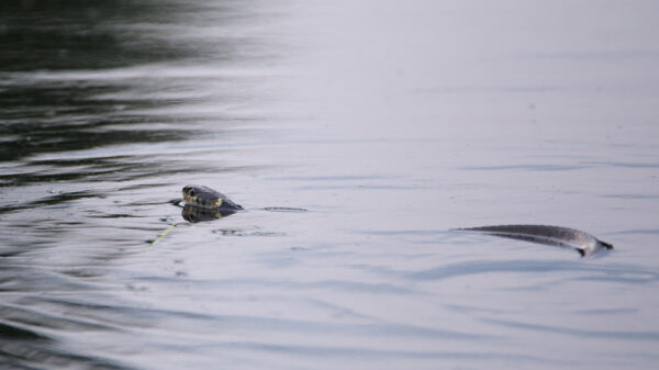 2021-07-FCa-0081-Ringelnatter