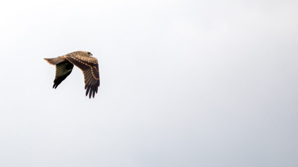 2021-07-FCa-0090-Schwarzmilan