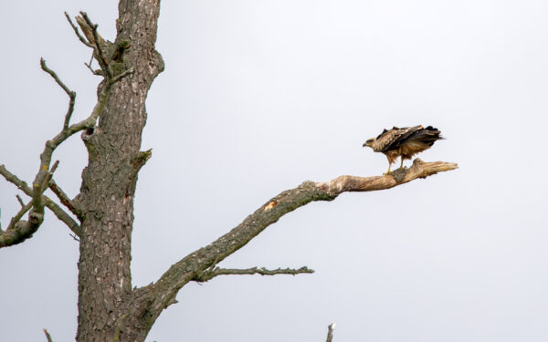 2021-07-FCa-0091-Schwarzmilan