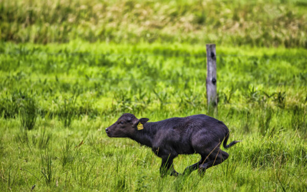 2021-07-FCa-0093-Karpatenbueffel-Kalb