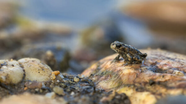 Ich m&ouml;chte noch eine gro&szlig;e Kreuzkr&ouml;te werden