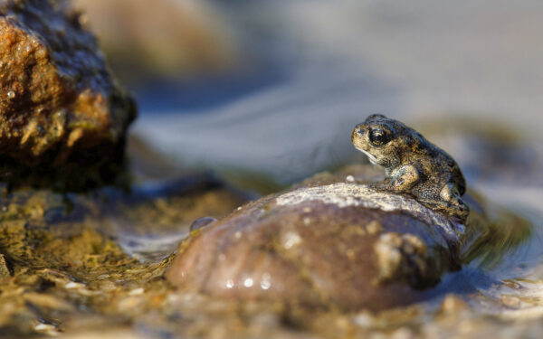 Ich m&ouml;chte noch eine gro&szlig;e Kreuzkr&ouml;te werden