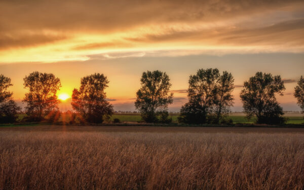 2021-08-FCa-0038-Spaetsommerabend-Felder-Heimerzheim