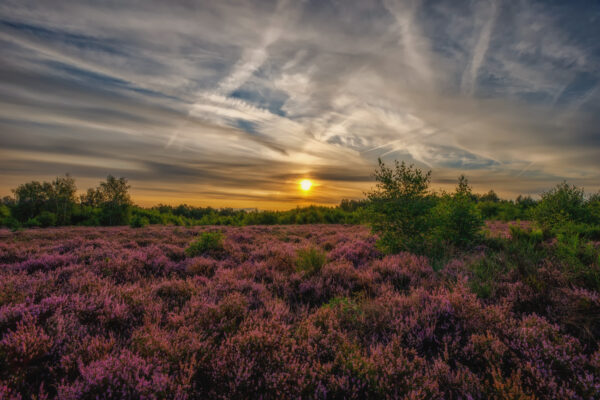 2021-08-FCa-0042-Sonnenaufgang-Drover-Heide-Eifel