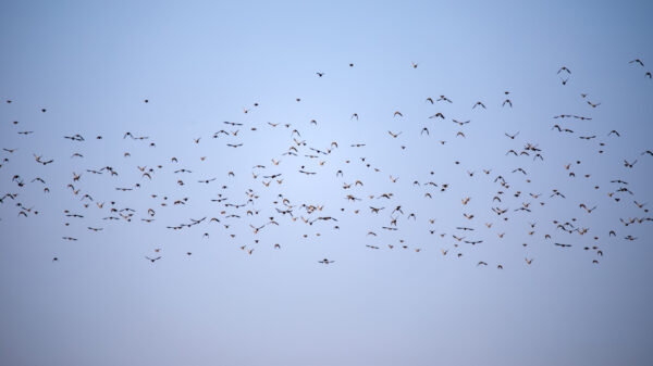 2021-09-FCa-0003-Schwarm-Stare