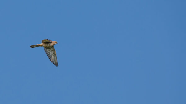 2021-09-FCa-0011-Turmfalke-weiblich