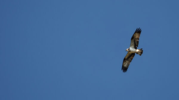 2021-09-FCa-0012-Fischadler