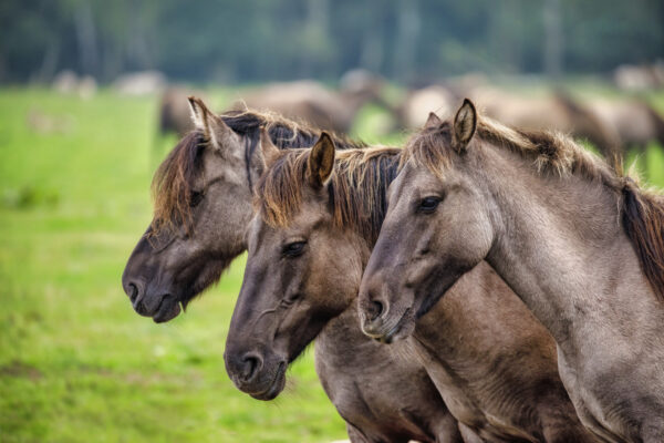 2021-09-FCa-0018-Duelmener-Wildpferde