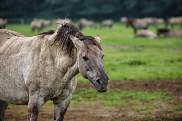 2021-09-FCa-0021-Duelmener-Wildpferd