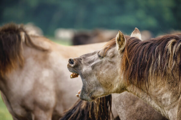 2021-09-FCa-0022-Duelmener-Wildpferd