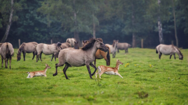 2021-09-FCa-0025-Duelmener-Wildpferde-Damwild