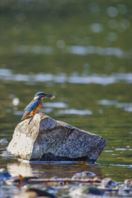 2021-09-FCa-0027-Eisvogel