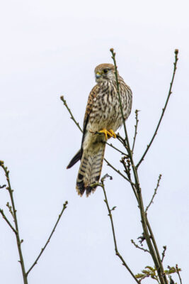 2021-09-FCa-0044-Turmfalke-weiblich