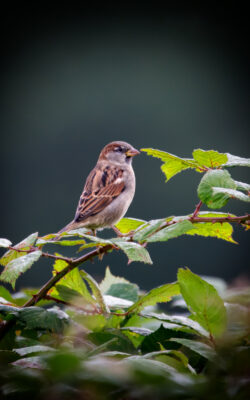 2021-09-FCa-0048-Haussperling-maennlich
