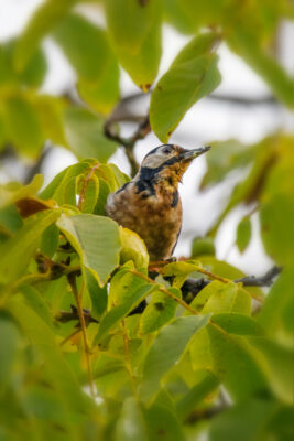 2021-09-FCa-0054-Buntspecht