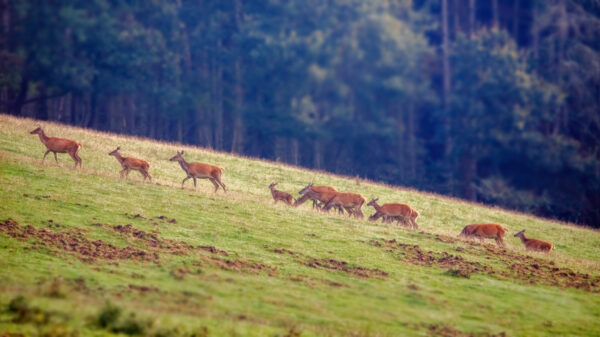 2021-09-FCa-0066-Rotwild-weiblich