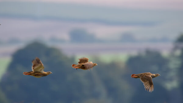 2021-09-FCa-0083-Rebhuehner