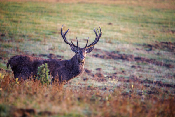 2021-09-FCa-0105-Rothirsch-Eifel