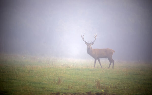 2021-09-FCa-0114-Rothirsch-Eifel
