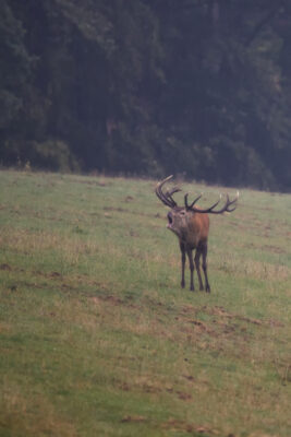 2021-10-FCa-0003-Rothirsch-Eifel